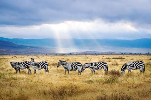 Tanzania safari packages