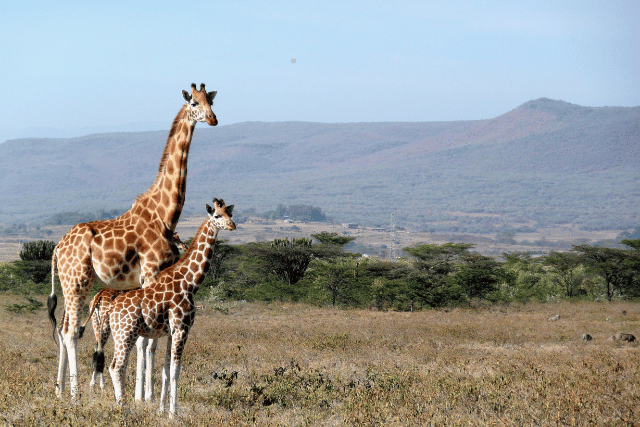 kenya tour packages