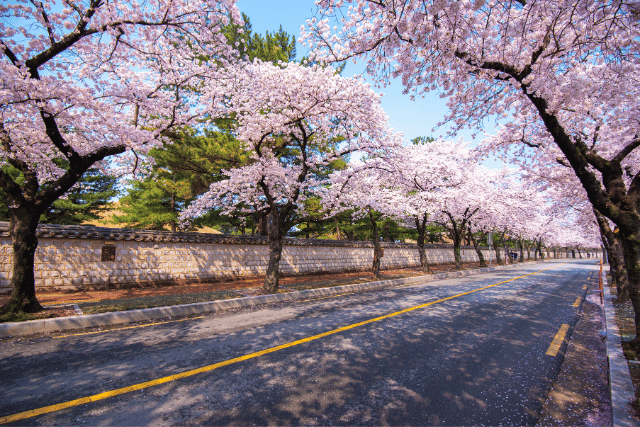 south Korea travel package