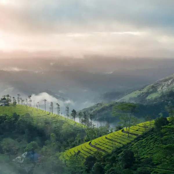 Munnar Tour package