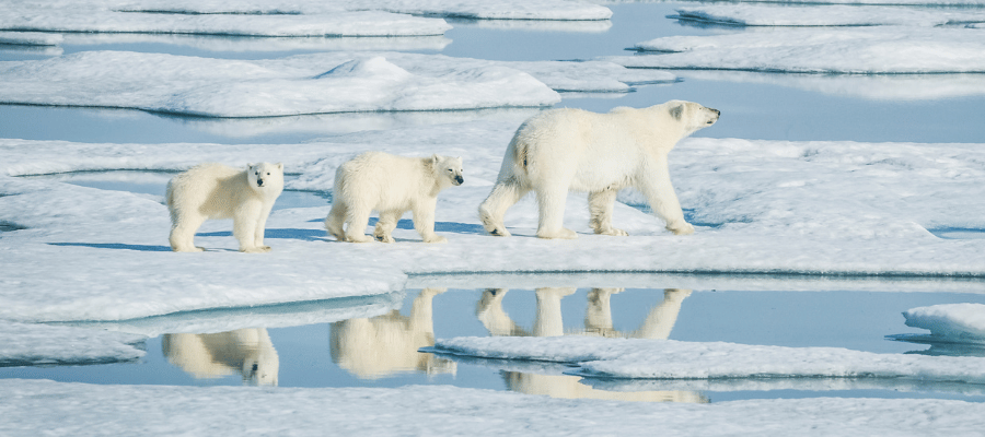 Churchill polar bear tour