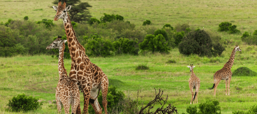 Masai Mara, Kenya