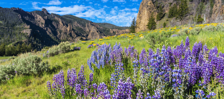 Yellowstone National Park