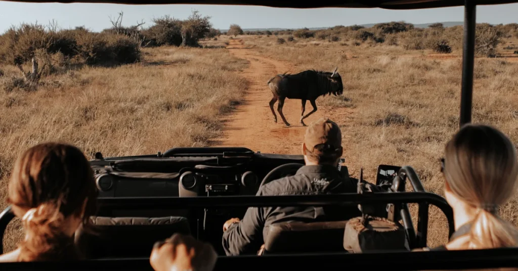 African Safari