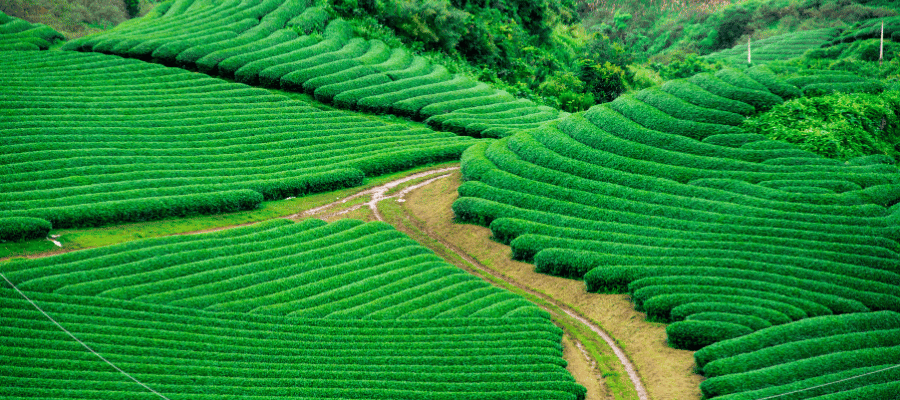 Munnar, best sightseeing places in South India