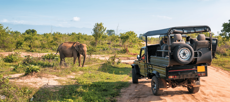 South Africa Safari