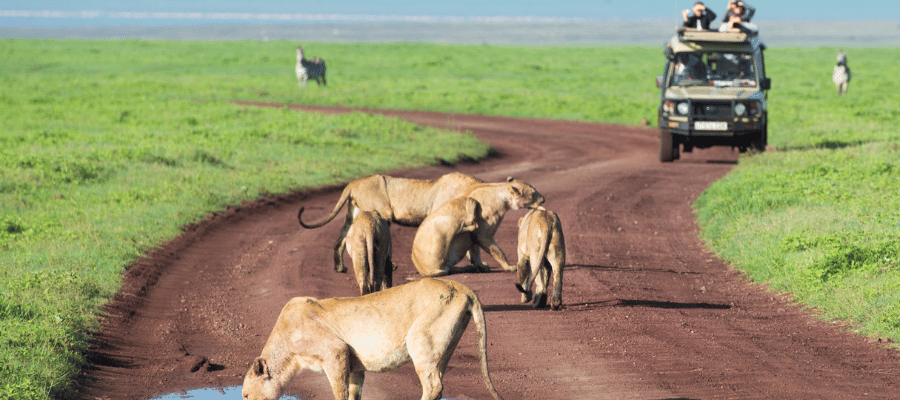 Uganda Safari