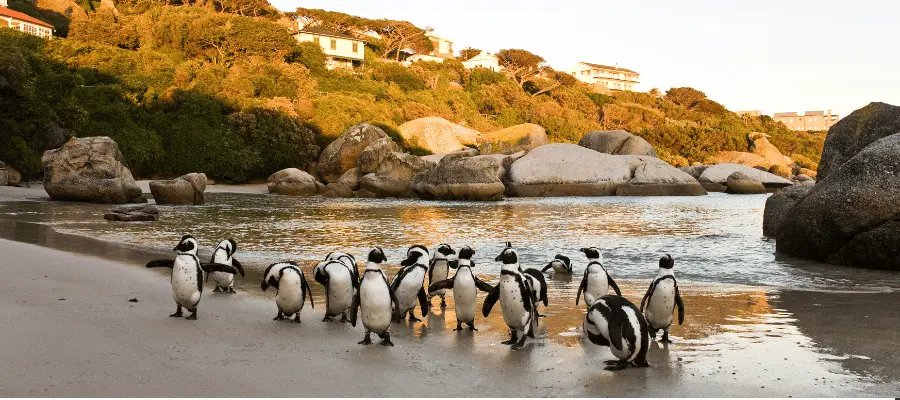 Boulders Beach, tourist spot in capetown