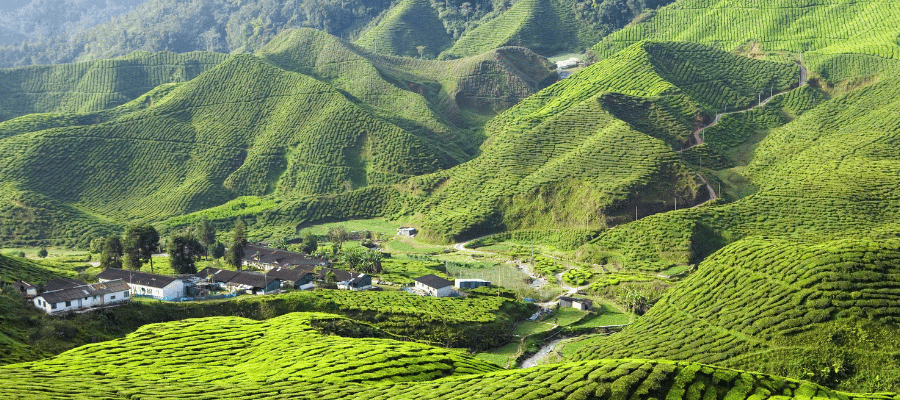 Cameron Highlands, Pahang malaysia tourist attraction