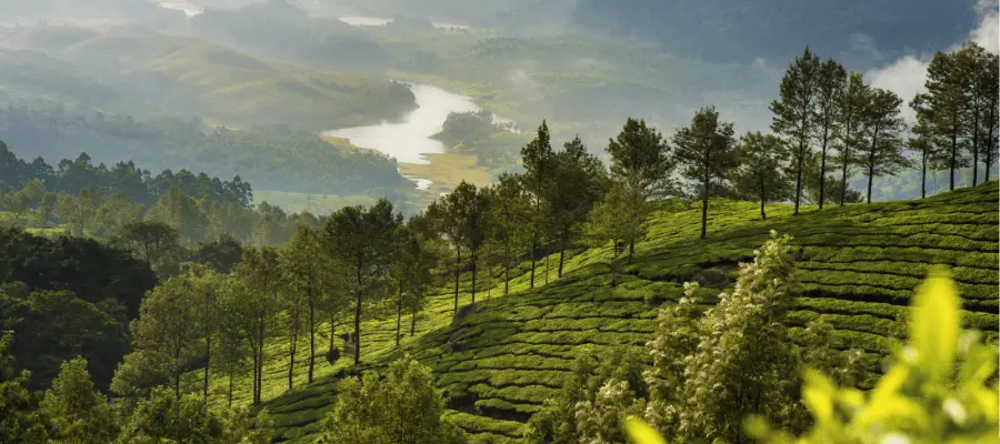 Munnar, best sightseeing place in South India