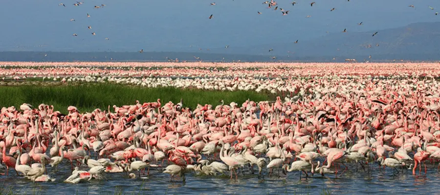 Lake Nakuru National Park, kenya Tourist places