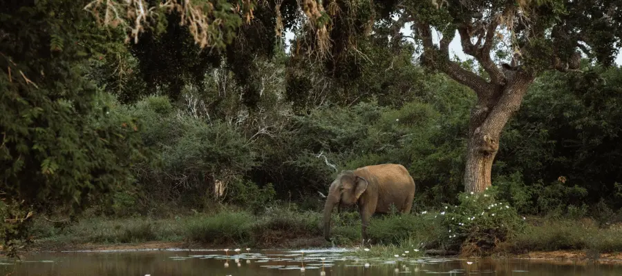 Yala National Park, Sri Lanka Tourist Spot