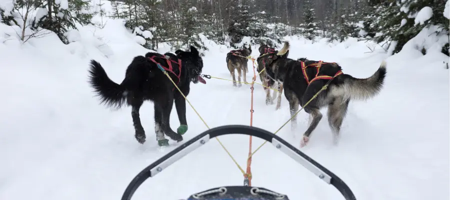 Dog sledding Quebec city, Canada