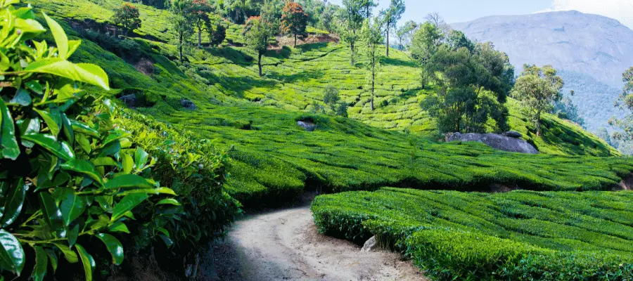 Munnar, best places to visit for couples in india