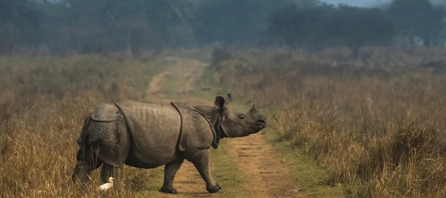 Kaziranga National Park