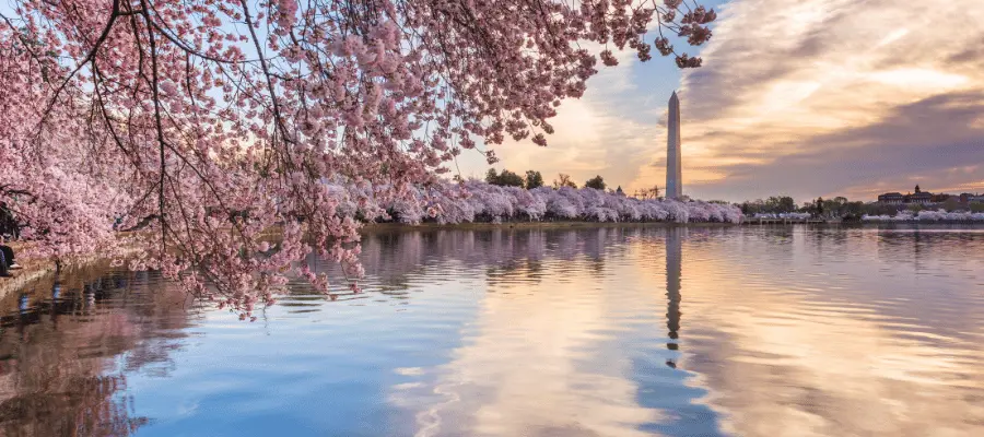 cherry blossom in washington