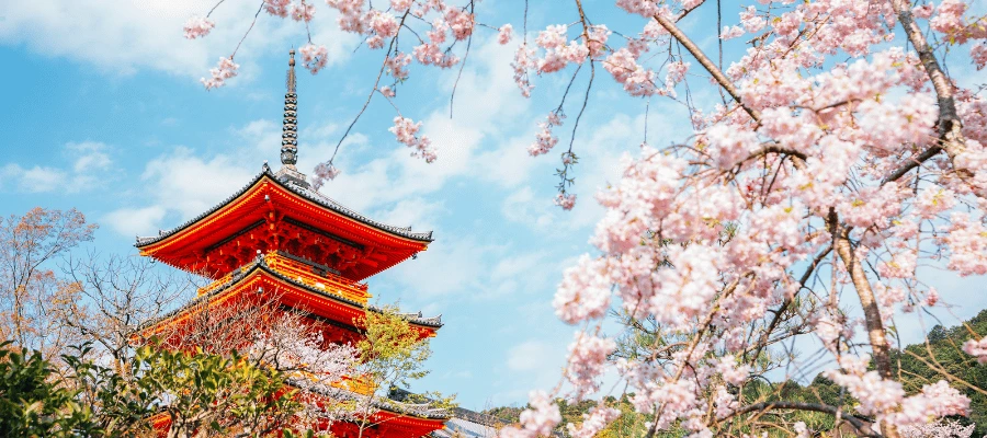 cherry blossom kyoto