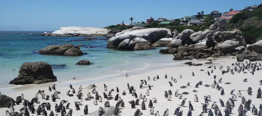 Boulders Beach, Best beach in south Africa