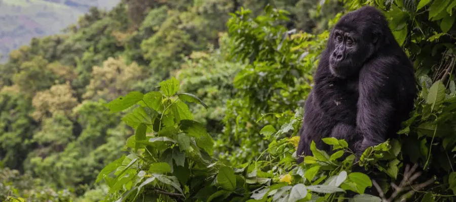 Bwindi Impenetrable National Park, best tourist spot in Uganda