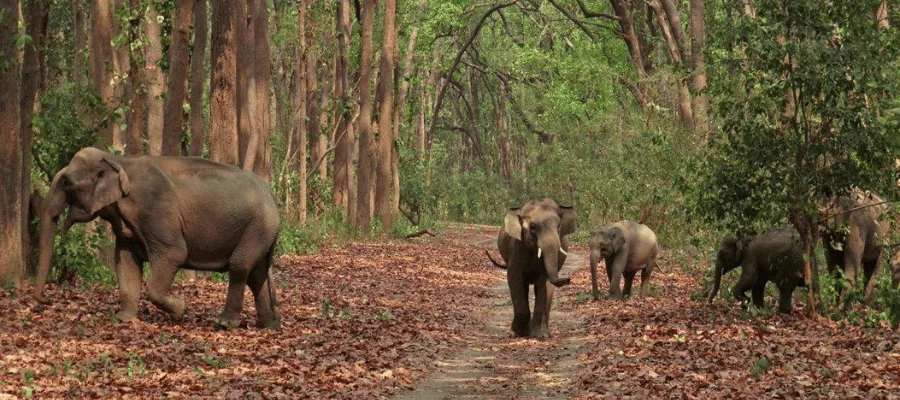 Jim Corbett National Park, best place to visit in june in india