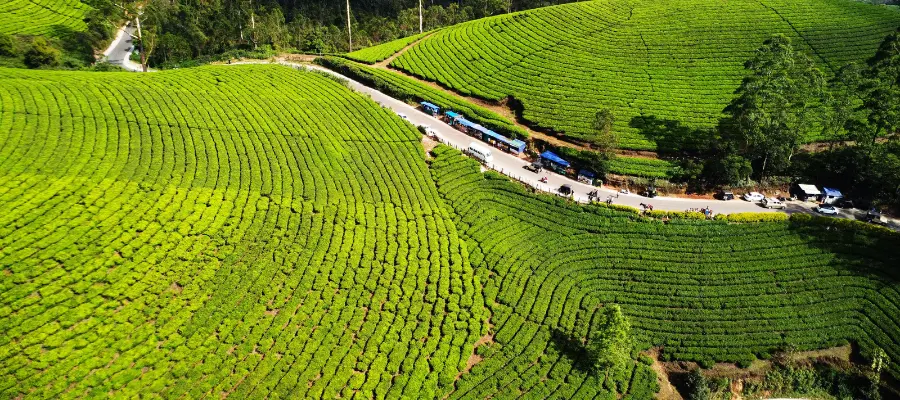 Munnar, Best Place to Visit in May in South India