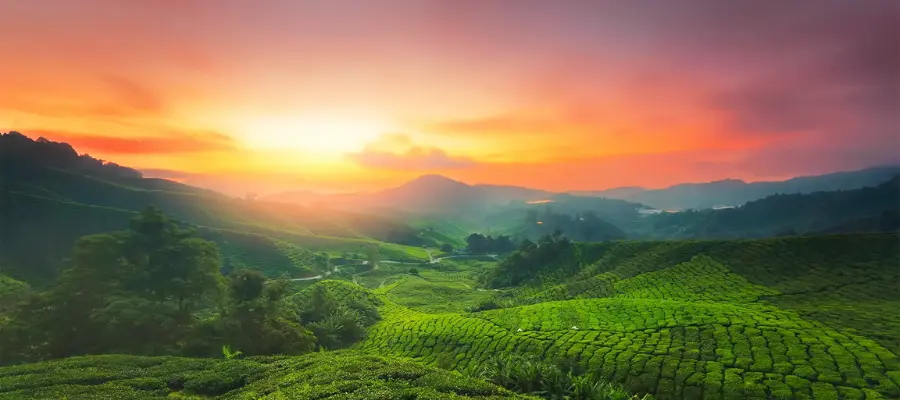 Munnar, Best place to visit in May June in India