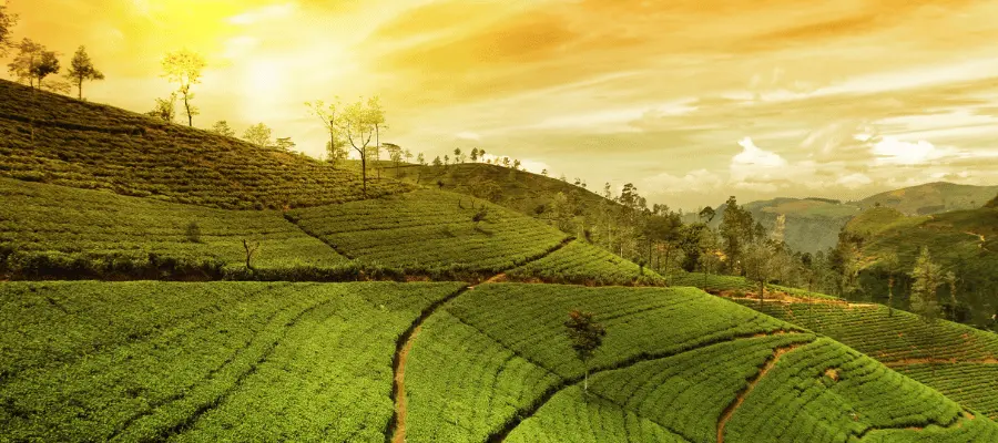 Munnar, Kerala