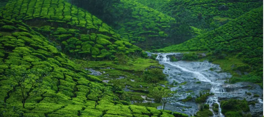 Munnar, best place to visit in may with family