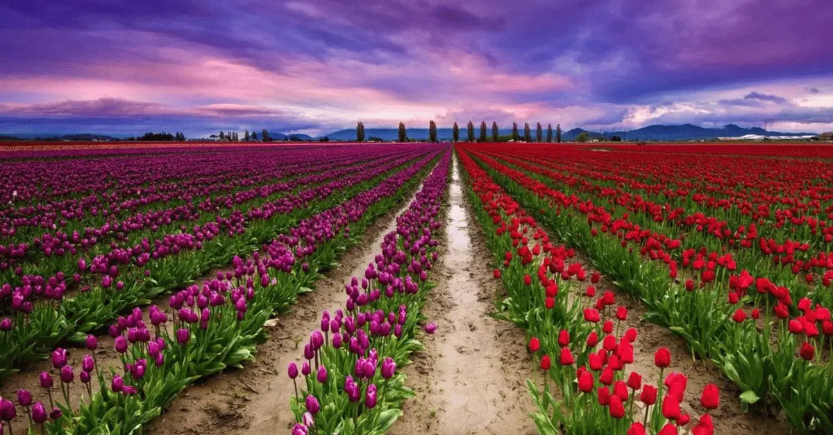 Tulip Garden, Kashmir