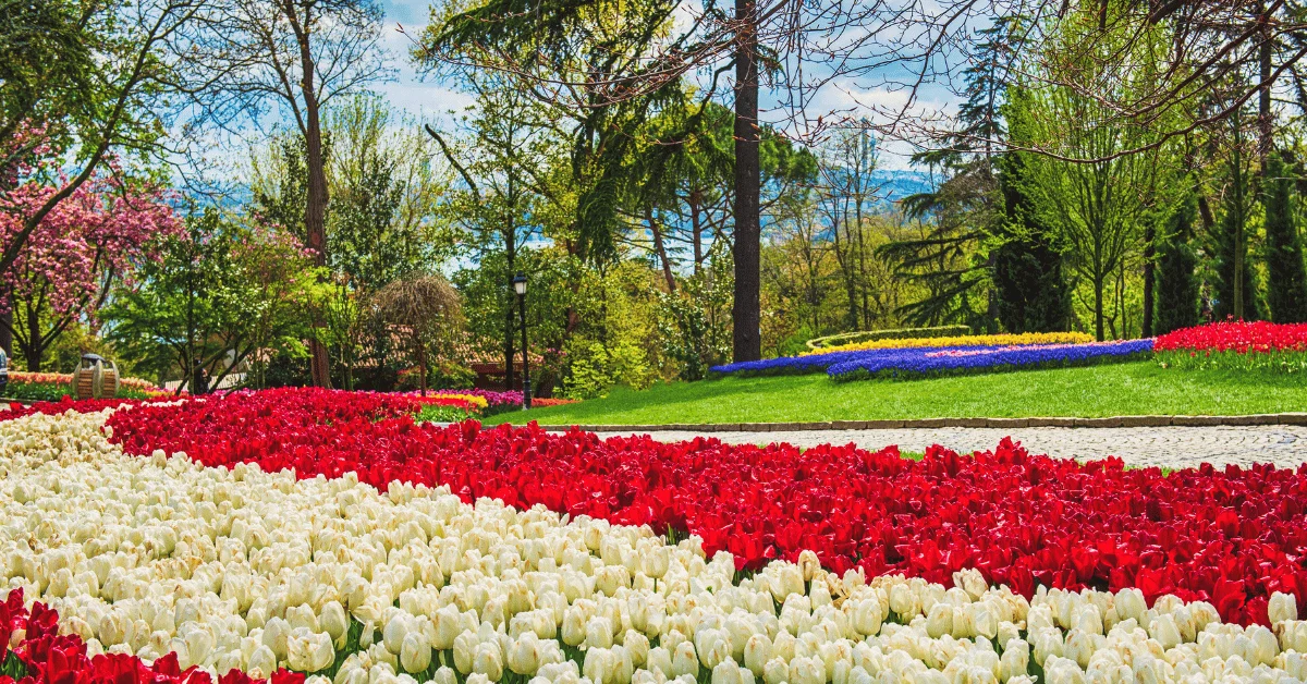 Tulip Garden Srinagar, Kashmir