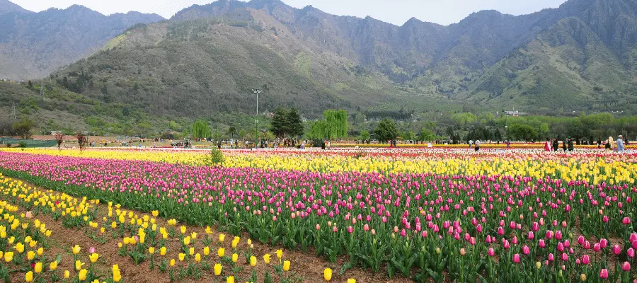 Tulip Garden, Srinagar