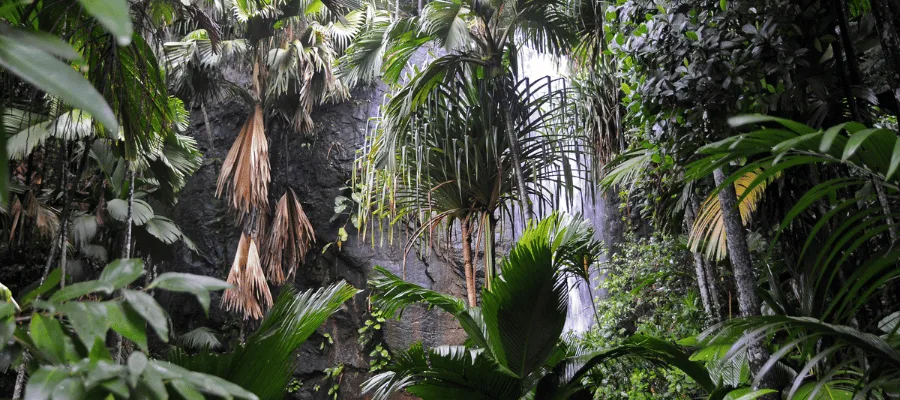 Vallée de Mai Nature Reserve, Seychelles