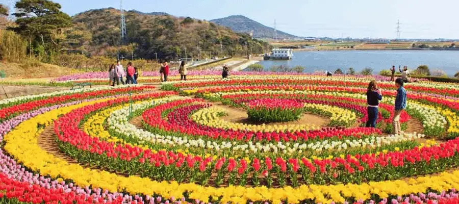 asia largest tulip garden