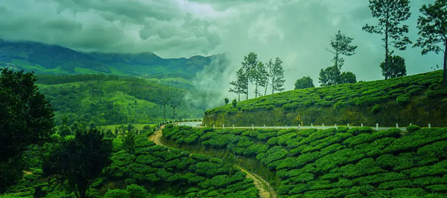 munnar in monsoon
