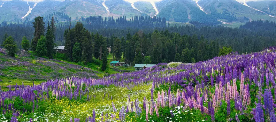 Delhi to Valley of Flowers Uttarakhand