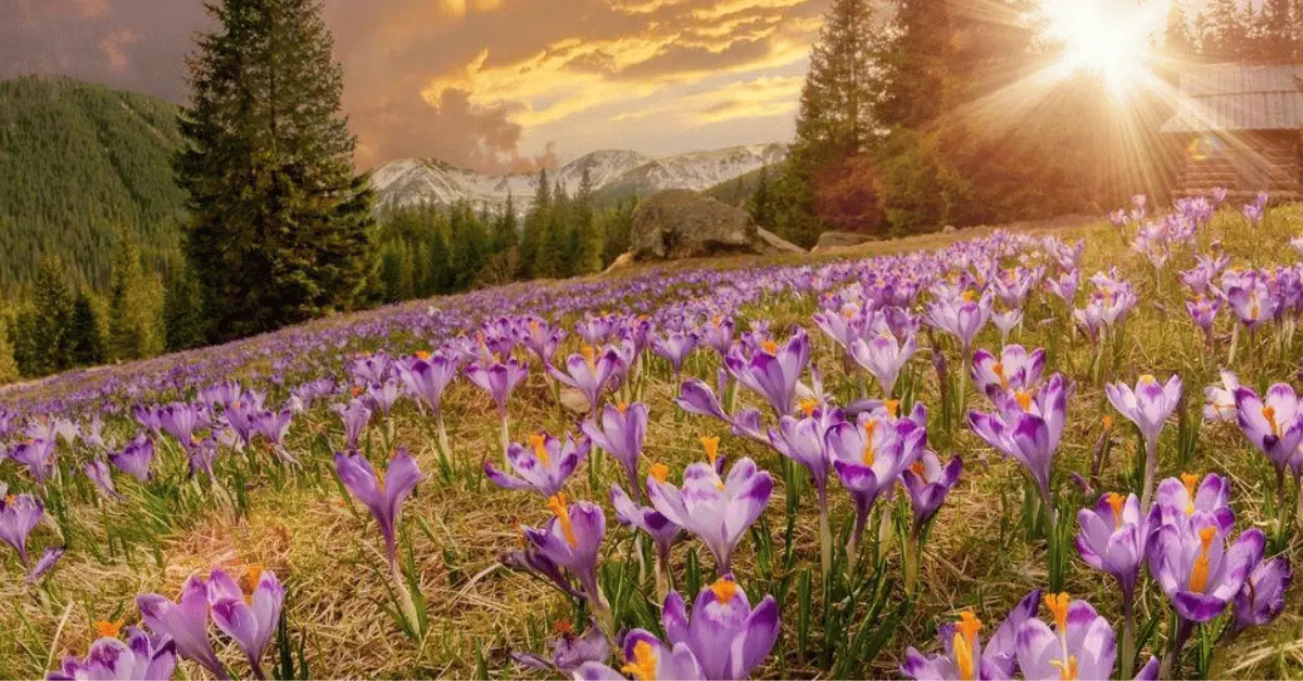 Valley of flowers trek