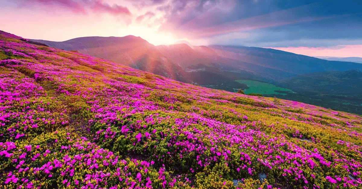 valley of flowers trek