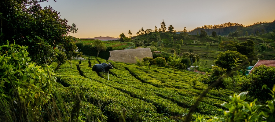 Ooty – Tamil Nadu