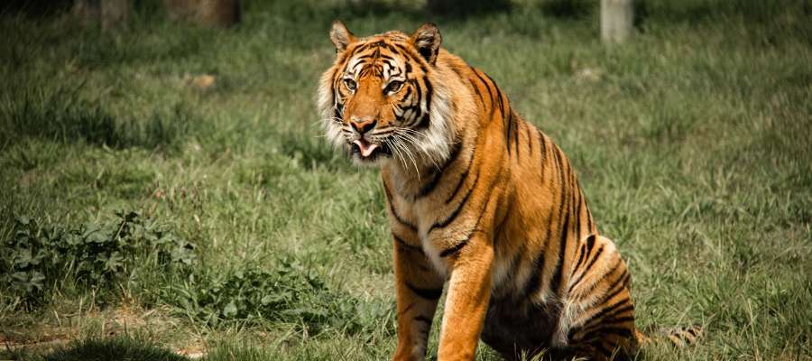 Bandhavgarh National Park _ Places to Visit in October in India