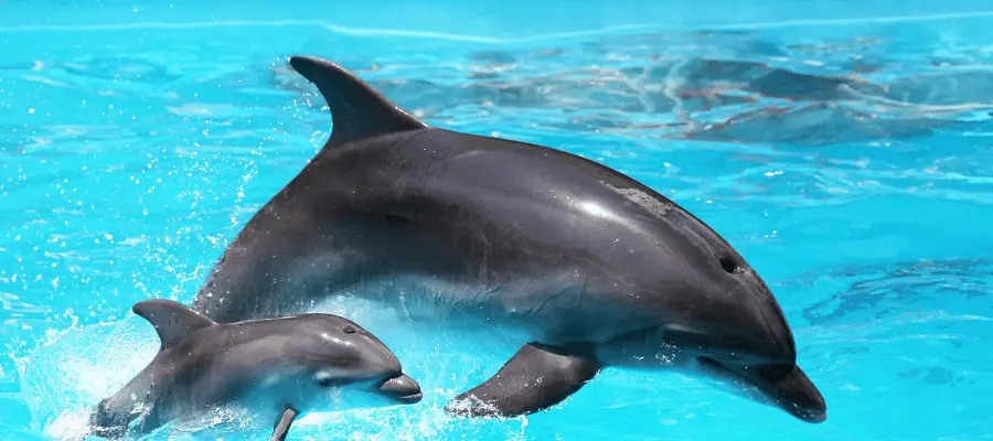 Dolphins in kratie, Cambodia