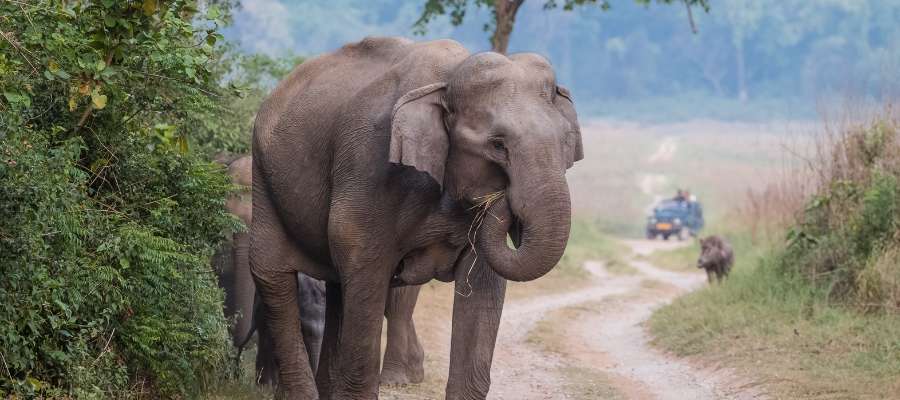 Jim Corbett National Park, Uttarakhand