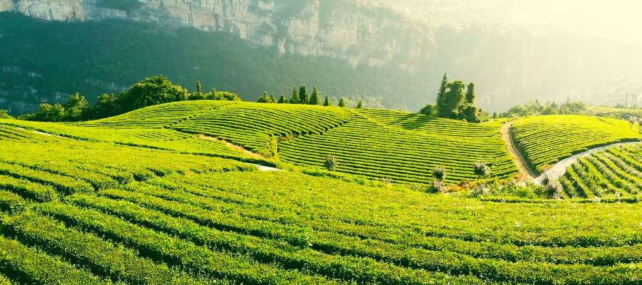 Munnar, Kerala