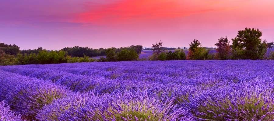 Provence_ Places to Visit in France