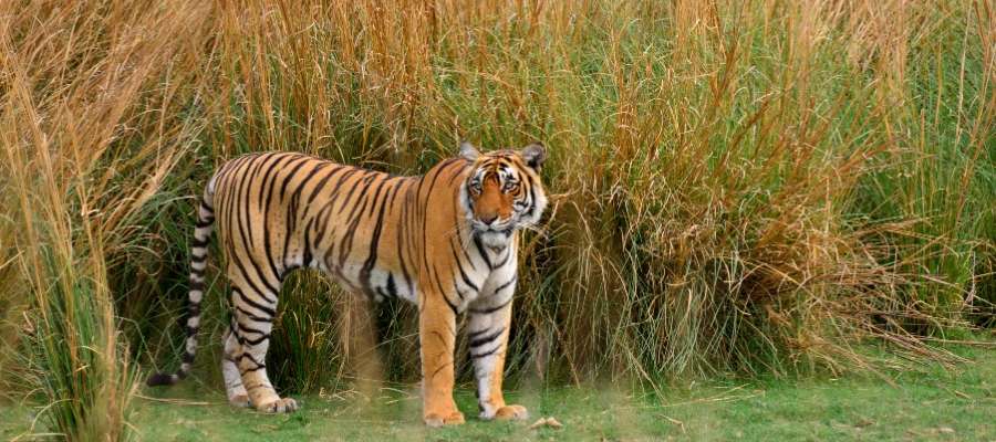 Ranthambore National Park, Rajasthan