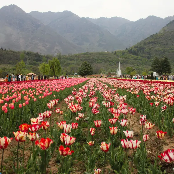 Tulip Garden Srinagar