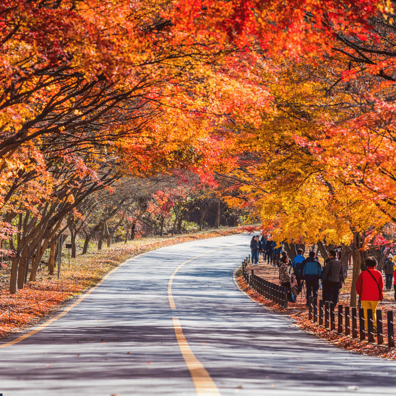 South Korea Holiday Package